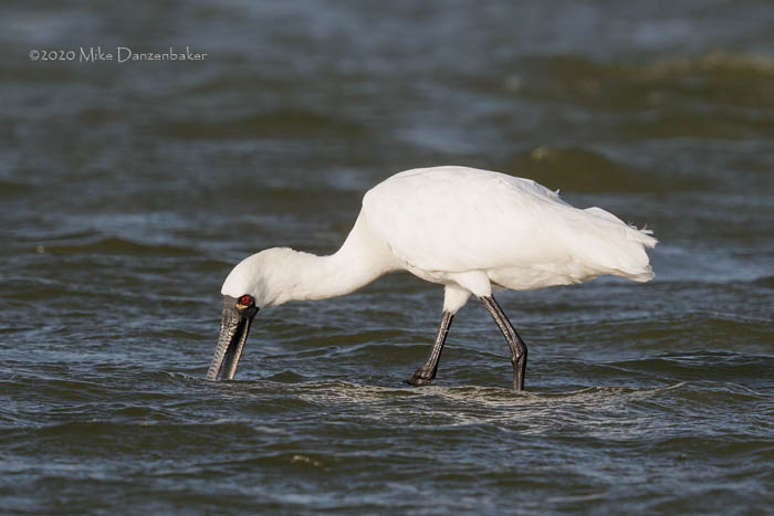 Black-faced Spoonbill (Platalea minor) photo