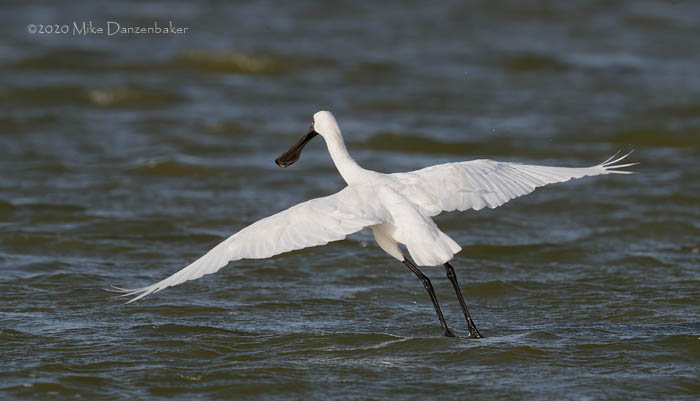 Black-faced Spoonbill (Platalea minor) photo