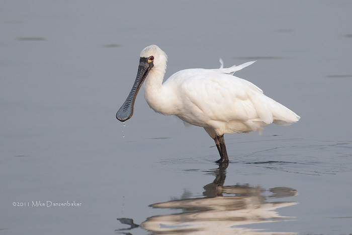 Black-faced Spoonbill (Platalea minor) photo