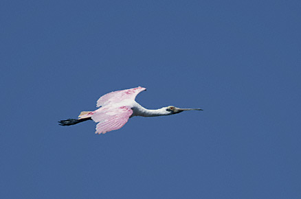 Roseate Spoonbill (Platalea ajaja) photo image