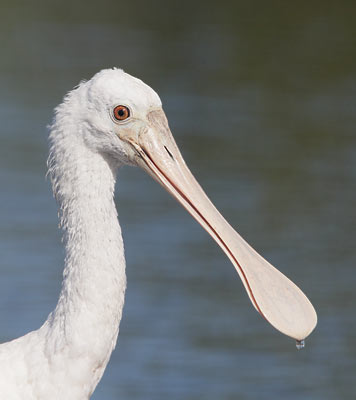 Roseate Spoonbill (Ajaia ajaja) photo