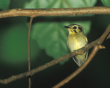Golden-crowned Spadebill (Platyrinchus coronatus) photo