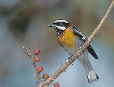 Western Spindalis (Spindalis zena) photo image