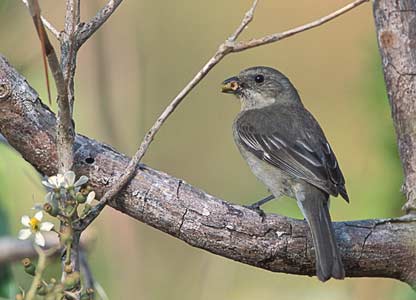 Western Spindalis (Spindalis zena) photo image