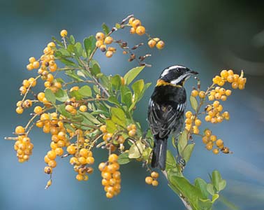 Western Spindalis (Spindalis zena) photo image