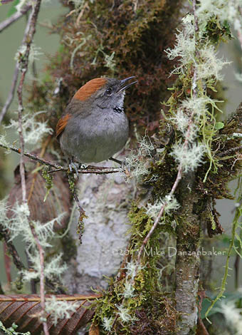 Azara's Spinetail (Synallaxis azarae) photo