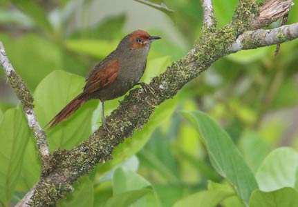 Red-faced Spinetail (Cranioleuca erythrops) photo