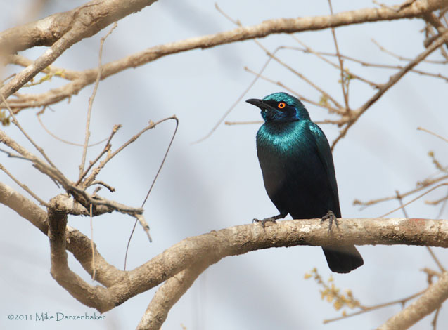 Bronze-tailed Starling (Lamprotornis chalcurus) photo