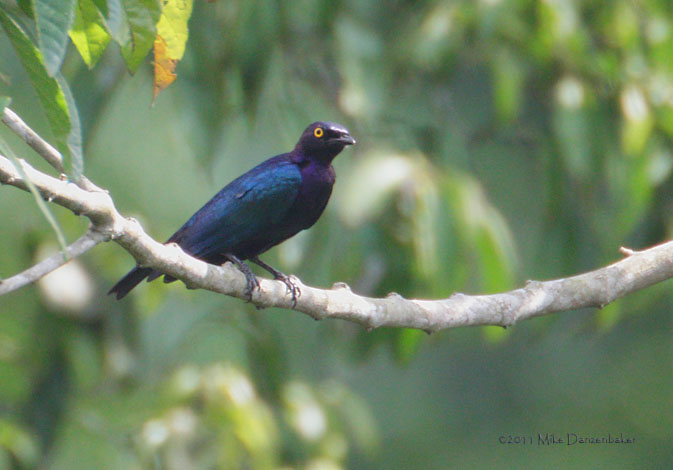 Splendid Starling (Lamprotornis splendidus) photo