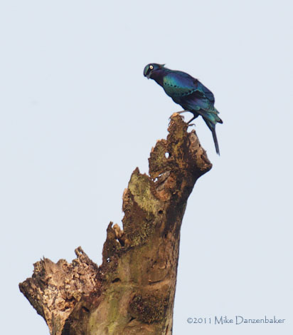 Splendid Starling (Lamprotornis splendidus) photo