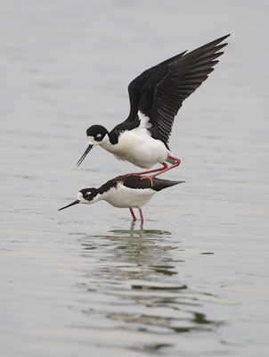 Black-necked Stilt (Himantopus mexicanus) photo