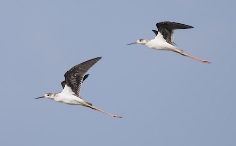Black-winged Stilt (Himantopus himantopus) photo