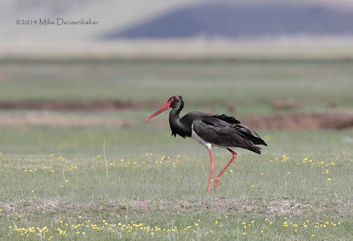 Black Stork (Ciconia nigra) photo