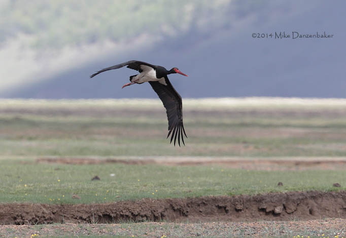 Black Stork (Ciconia nigra) photo
