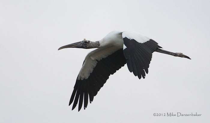 Wood Stork (Mycteria americana) photo