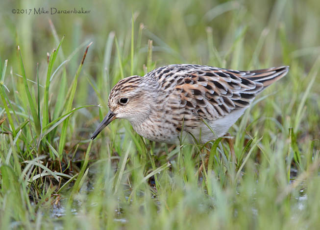 Long-toed Stint (Calidris subminuta) photo