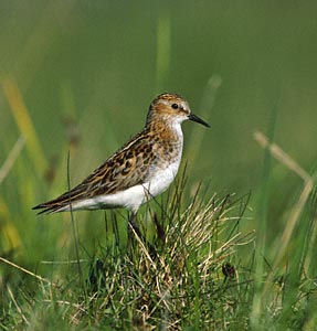 Little Stint (Calidris minuta) photo image