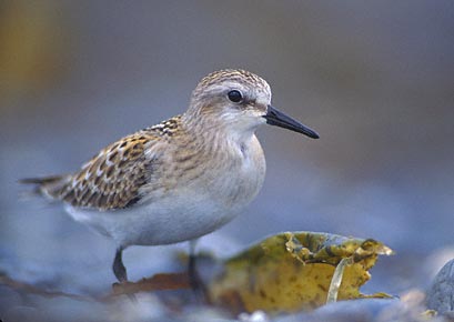 Red-necked Stint (Calidris ruficollis) photo image
