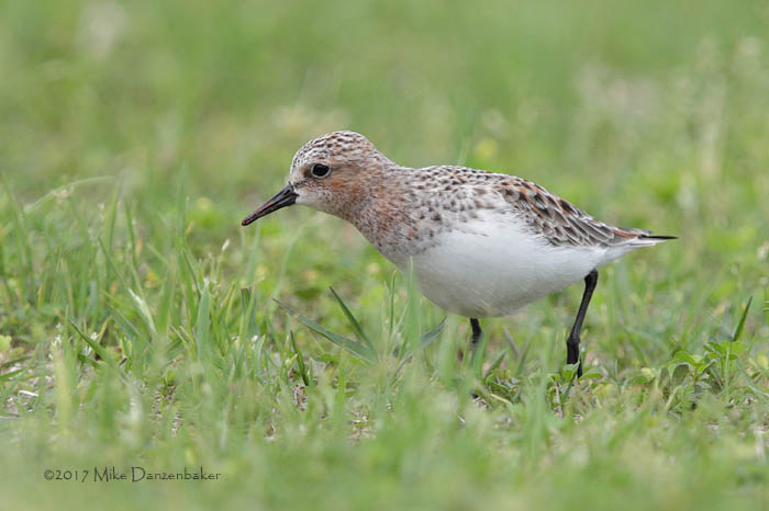 Red-necked Stint (Calidris ruficollis) photo