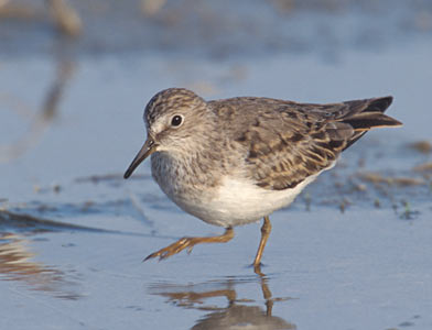 Temminck's Stint (Calidris temminckii) photo image