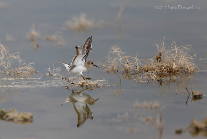 Temminck's Stint (Calidris temminckii) photo