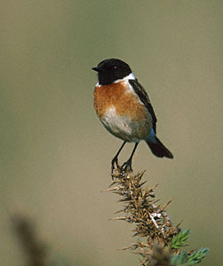 Stonechat (Saxicola torquata) photo image