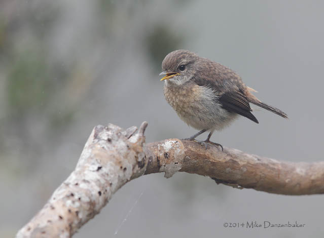 Reunion Stonechat (Saxicola tectes) photo