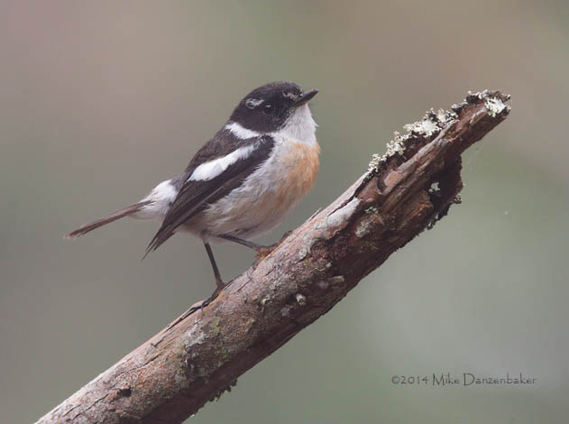 Reunion Stonechat (Saxicola tectes) photo
