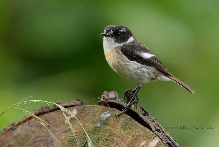 Reunion Stonechat (Saxicola tectes) photo