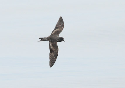 Ashy Storm-Petrel (Oceanodroma homochroa) photo