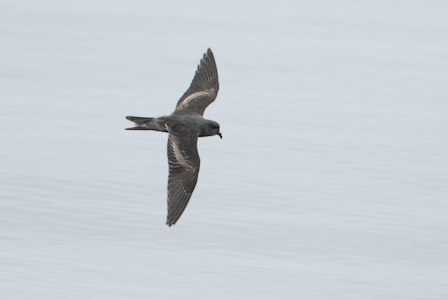 Ashy Storm-Petrel (Oceanodroma homochroa) photo