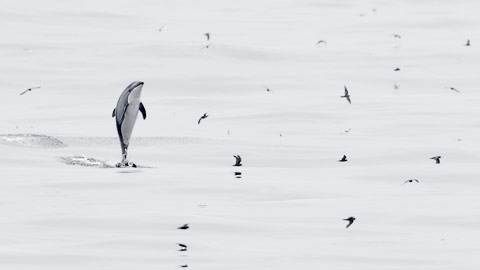 Ashy Storm-Petrel (Oceanodroma homochroa) photo