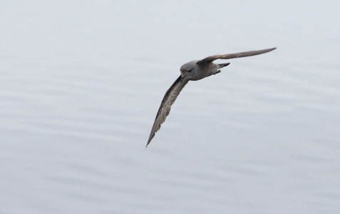 Ashy Storm-Petrel (Oceanodroma homochroa) photo