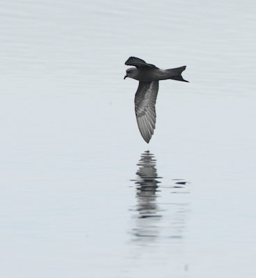 Ashy Storm-Petrel (Oceanodroma homochroa) photo