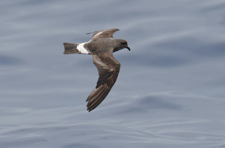 Band-rumped (Madeiran) Storm-Petrel (Oceanodroma castro) photo