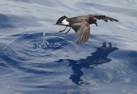 Band-rumped (Madeiran) Storm-Petrel (Oceanodroma castro) photo
