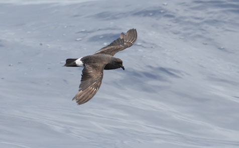 Band-rumped (Madeiran) Storm-Petrel (Oceanodroma castro) photo