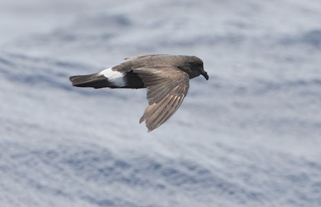 Band-rumped (Madeiran) Storm-Petrel (Oceanodroma castro) photo