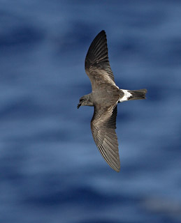 Band-rumped (Madeiran) Storm-Petrel (Oceanodroma castro) photo