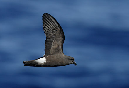 Band-rumped (Madeiran) Storm-Petrel (Oceanodroma castro) photo