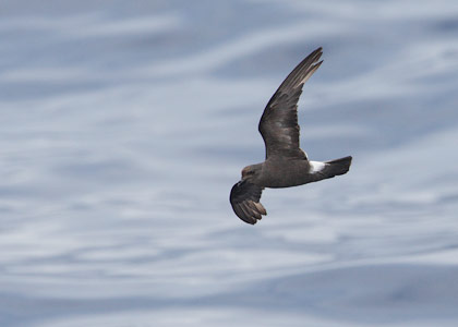 Band-rumped (Madeiran) Storm-Petrel (Oceanodroma castro) photo
