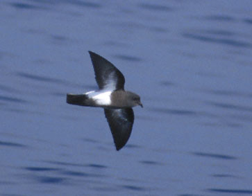 Black-bellied Storm-Petrel (Fregetta tropica) photo image