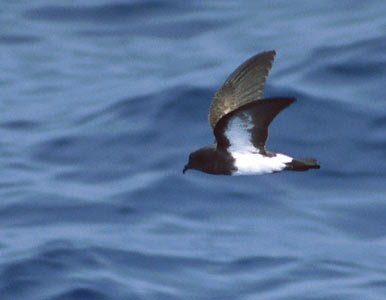 Black-bellied Storm-Petrel (Fregetta tropica) photo image