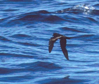Black Storm-Petrel (Oceanodroma melania) photo