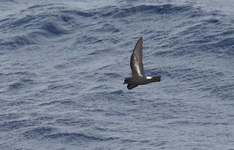 European Storm-Petrel (Hydrobates pelagicus) photo