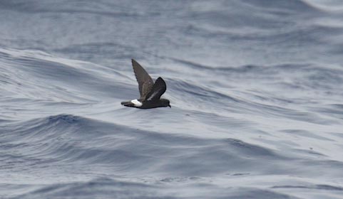 European Storm-Petrel (Hydrobates pelagicus) photo