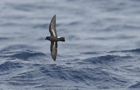 European Storm-Petrel (Hydrobates pelagicus) photo