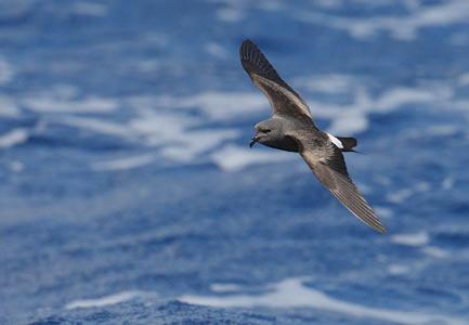 Leach's Storm-Petrel (Oceanodroma leucorhoa) photo