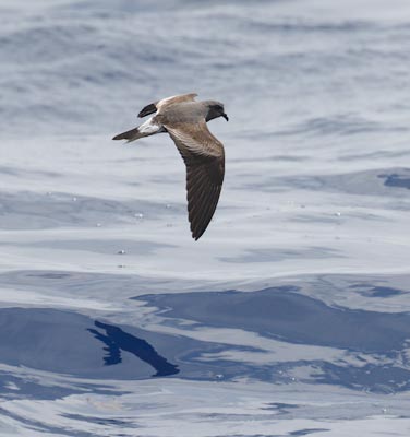 Leach's Storm-Petrel (Oceanodroma leucorhoa) photo