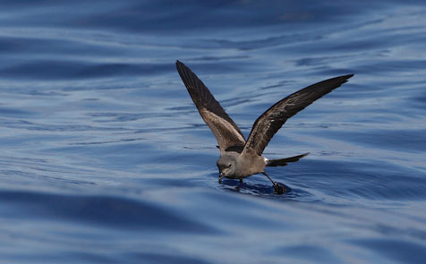 Leach's Storm-Petrel (Oceanodroma leucorhoa) photo
